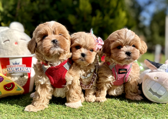 Maltipoo saf ırk mini Kore yavrularımız